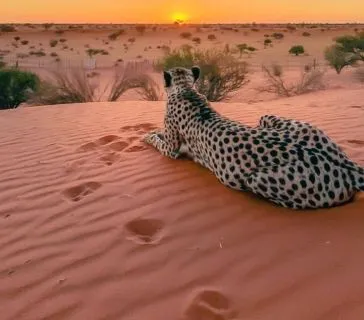 Where to See Cheetahs in Namibia, Safari World Tours