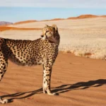 Cheetahs in Namibia