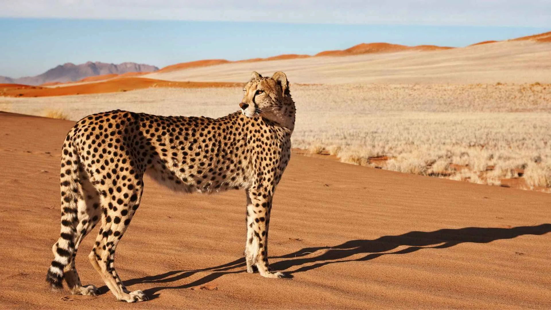 Cheetahs in Namibia