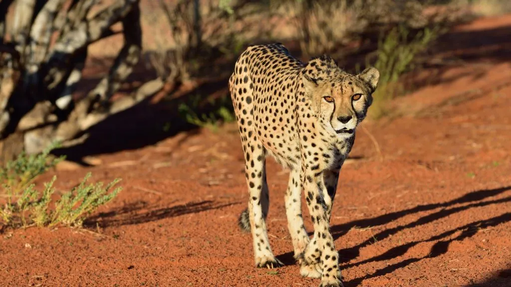 Where to See Cheetahs in Namibia, Safari World Tours