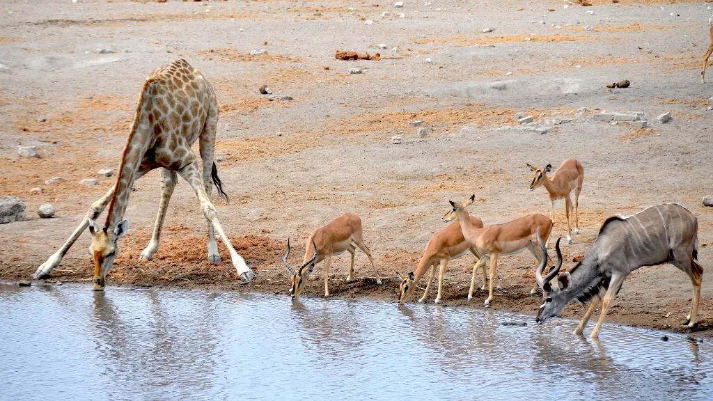 Namibia vs Botswana Safari – Which Destination Is Best for You?, Safari World Tours