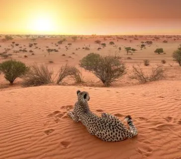 Where to See Cheetahs in Namibia, Safari World Tours