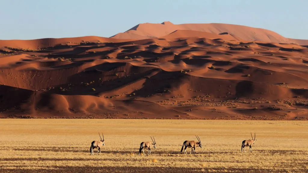 Namibia vs Botswana Safari – Which Destination Is Best for You?, Safari World Tours