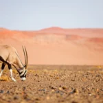 Namibia vs Botswana Safari
