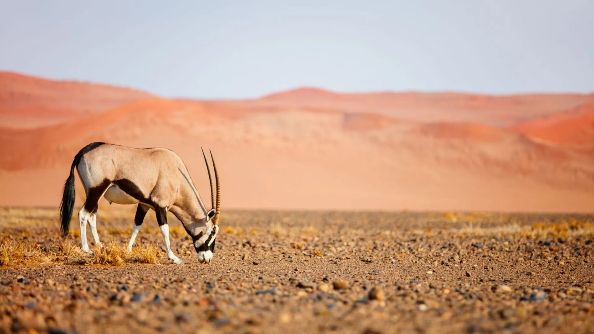 Namibia vs Botswana Safari