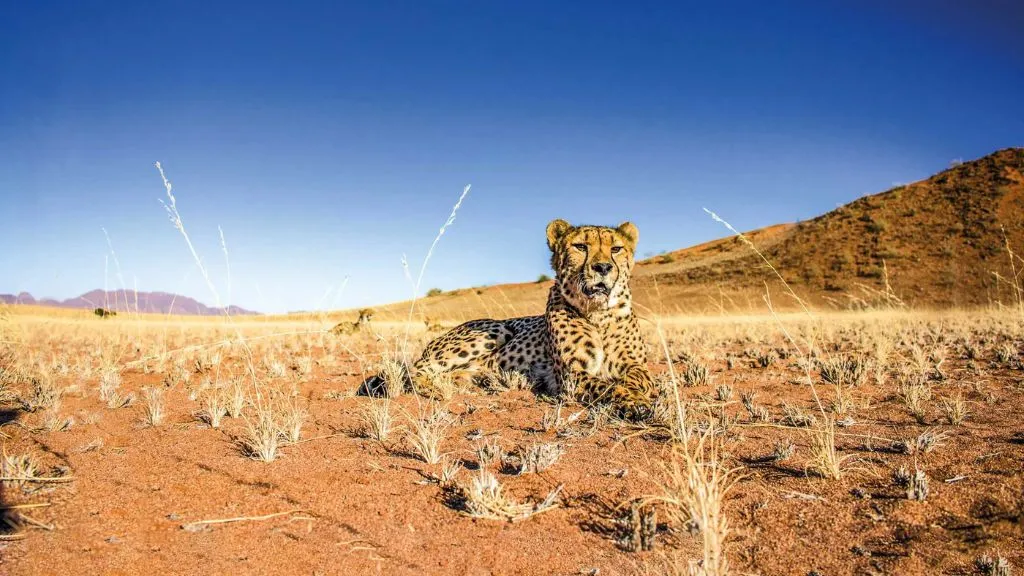Where to See Cheetahs in Namibia, Safari World Tours