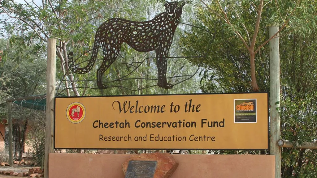 Where to See Cheetahs in Namibia, Safari World Tours