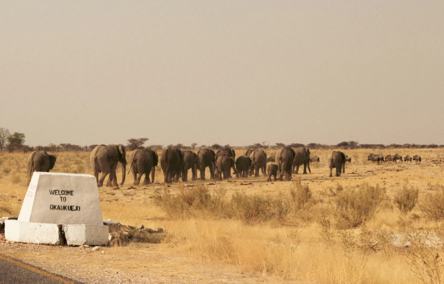 Namibia Wildlife Safari
