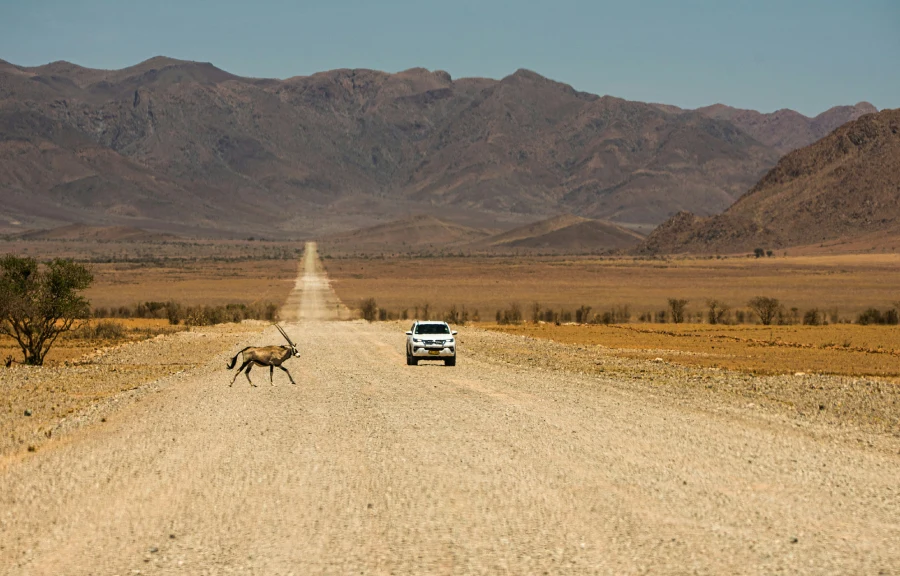 Namibia Game Drive Safari