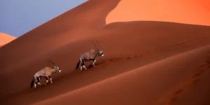 Namibia Wildlife
