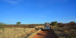 Game Drive Safari