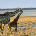 10 Day Northern Namibia