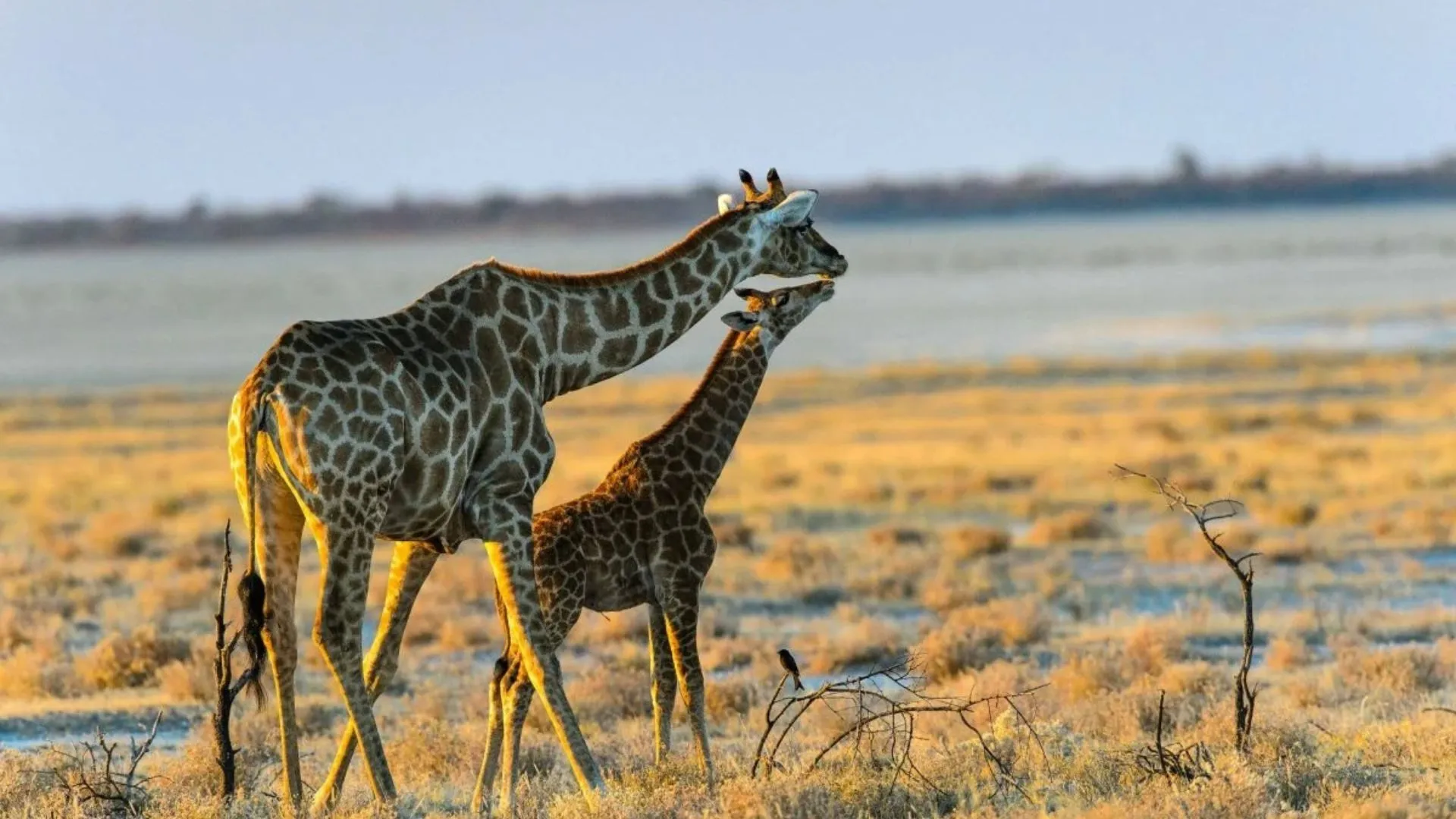 10 Day Northern Namibia 10 Day Northern Namibia