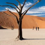 African Safaris