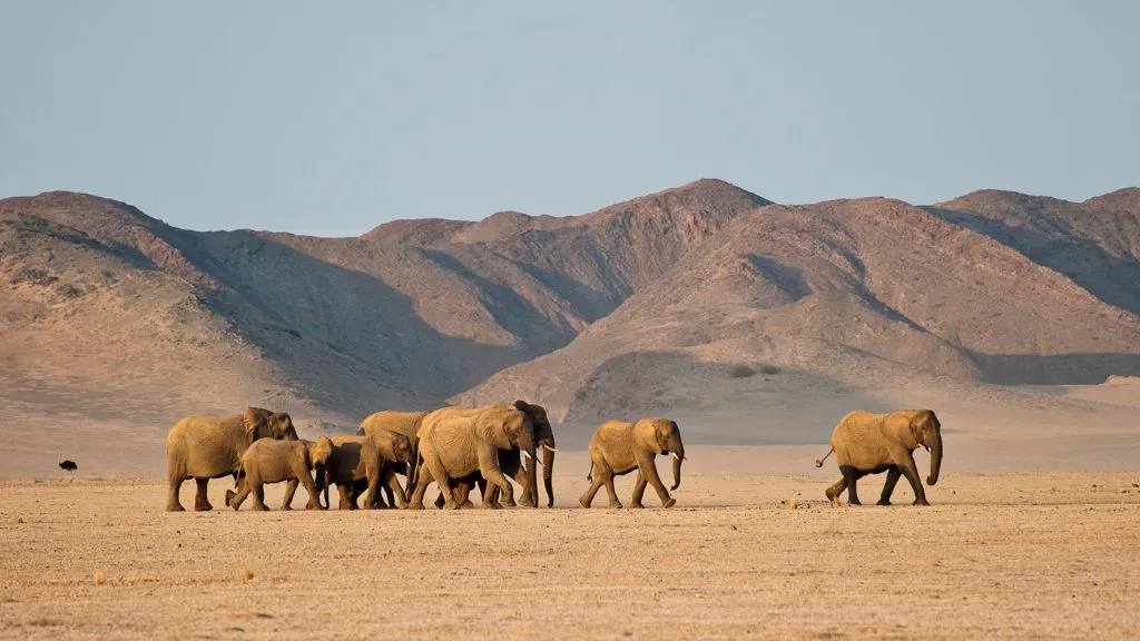 Beyond the Dunes: A 10-Day Northern Namibia Itinerary Without the Crowds, Safari World Tours
