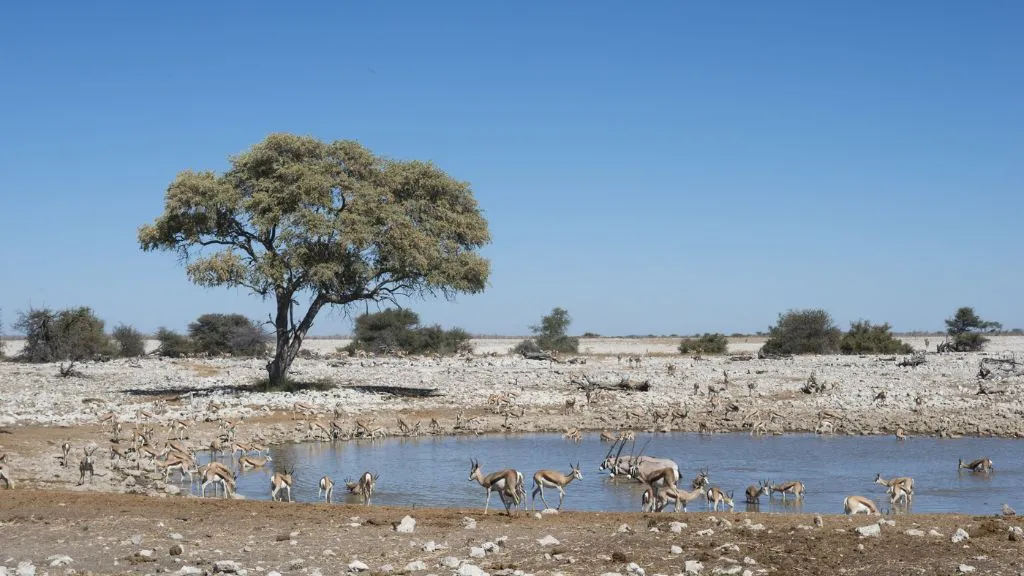 How Namibia Tours Are Changing the Way People See African Safaris, Safari World Tours
