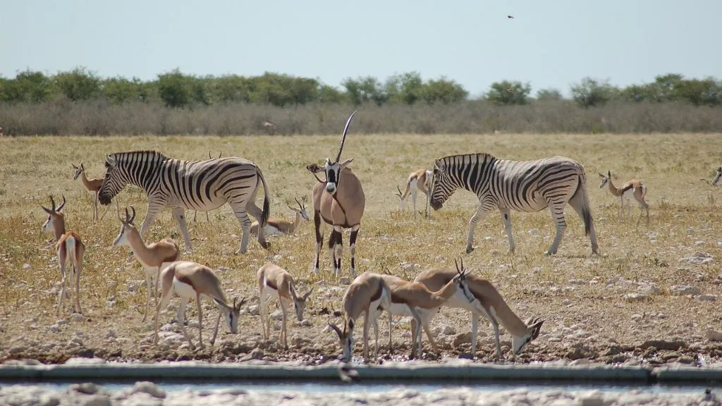 Beyond the Dunes: A 10-Day Northern Namibia Itinerary Without the Crowds, Safari World Tours