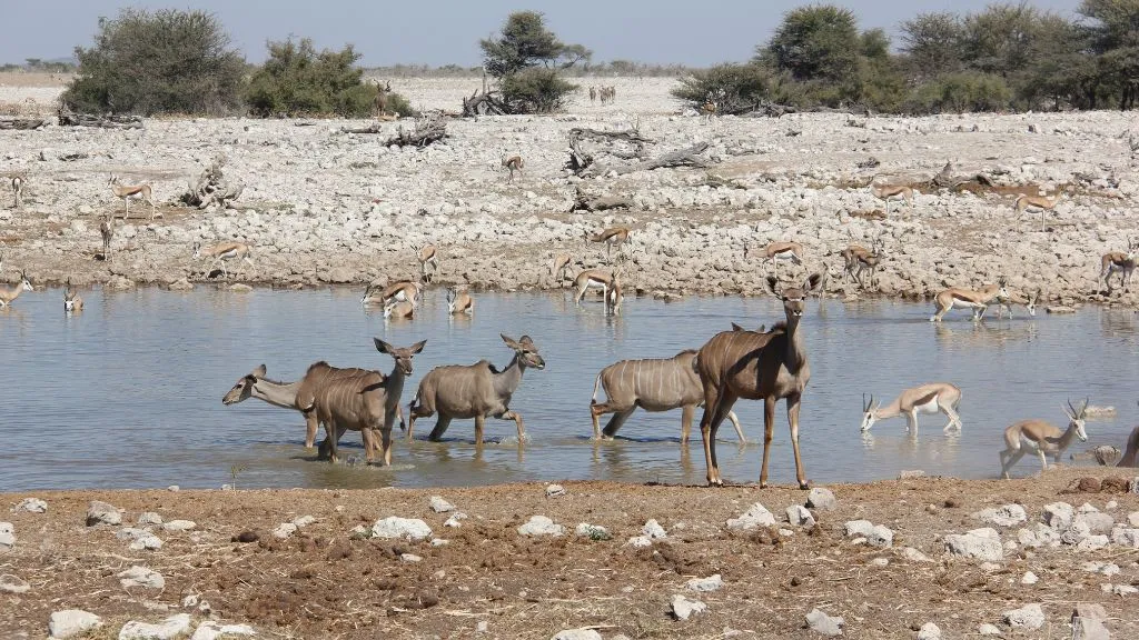 Namibia Road Safari vs Flying Safari: Which Is Better?, Safari World Tours