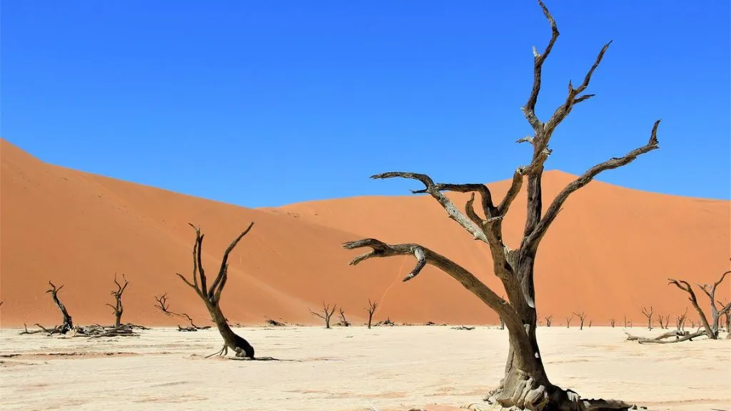 Top 10 Reasons to Travel to Namibia with Safari World Tours, Safari World Tours