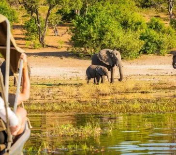 Namibia vs Botswana Safari: Which Destination Is Best for You?, Safari World Tours