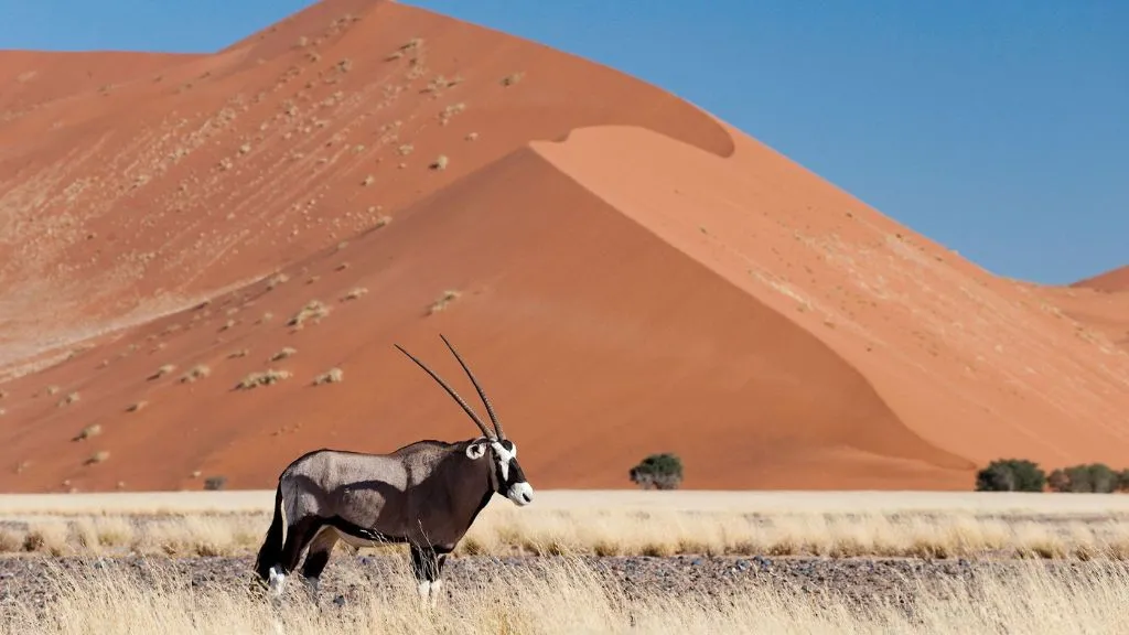 Namibia vs Botswana Safari: Which Destination Is Best for You?, Safari World Tours