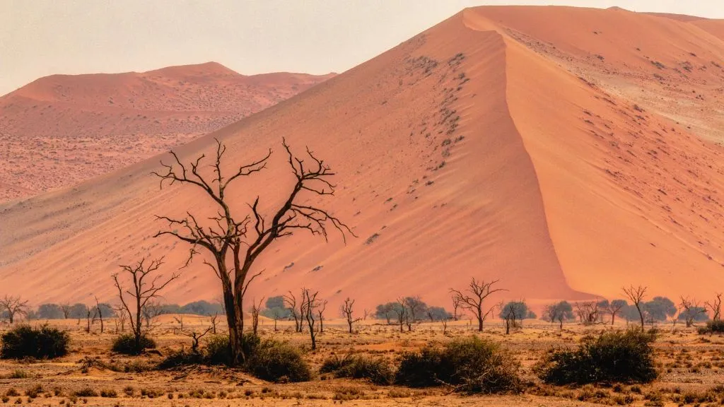 Namibia Safari 2026: Best Time to Visit and What to Expect, Safari World Tours