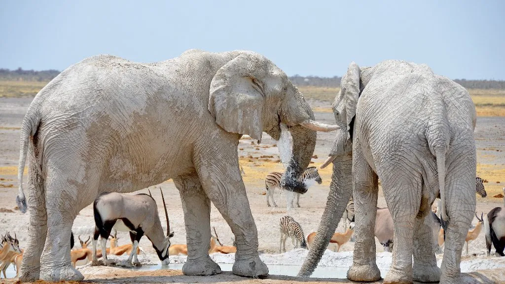 Namibia Safari 2026: Best Time to Visit and What to Expect, Safari World Tours