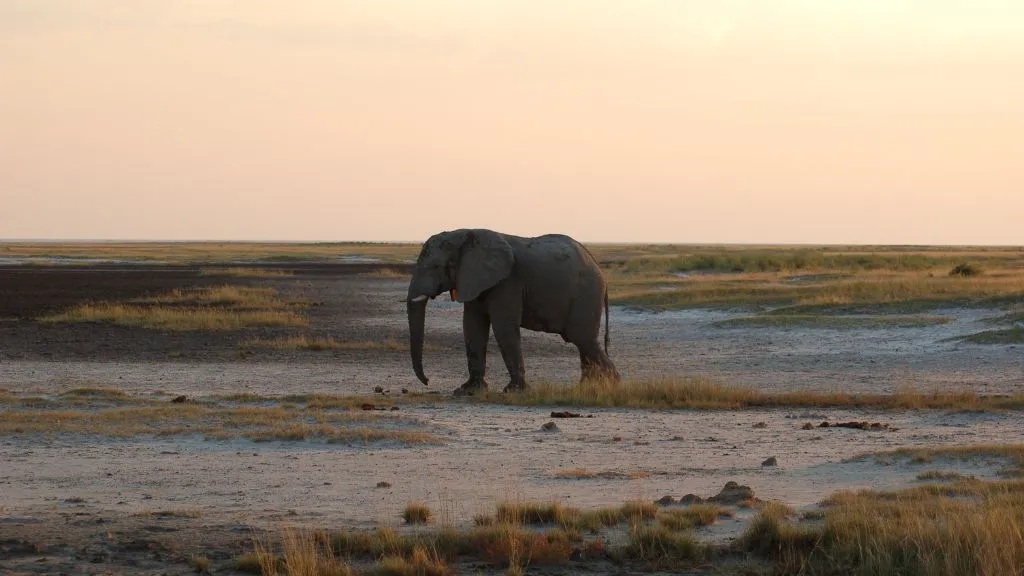 Namibia Safari Tours 2026: Why Explore Its Wild Deserts and Wildlife?, Safari World Tours