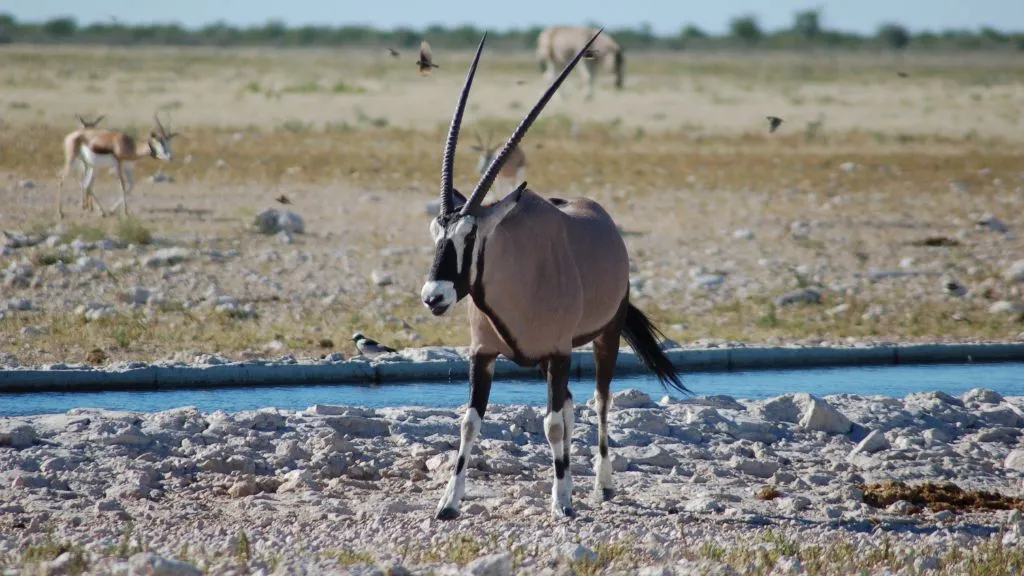 Namibia Tours and Safaris 2026: Experience Namibia Beyond the Ordinary, Safari World Tours