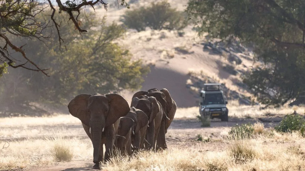 Namibia Tours and Safaris 2026: Experience Namibia Beyond the Ordinary, Safari World Tours
