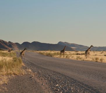 What Makes Namibia Tours Different?, Safari World Tours