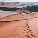 Namibia Safari 2026