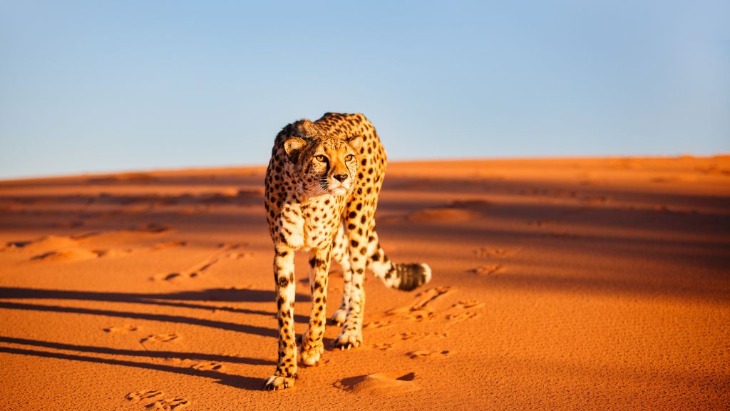 What Makes Namibia Tours Different?, Safari World Tours