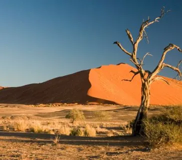 Namibia Safari 2026: Best Time to Visit and What to Expect, Safari World Tours