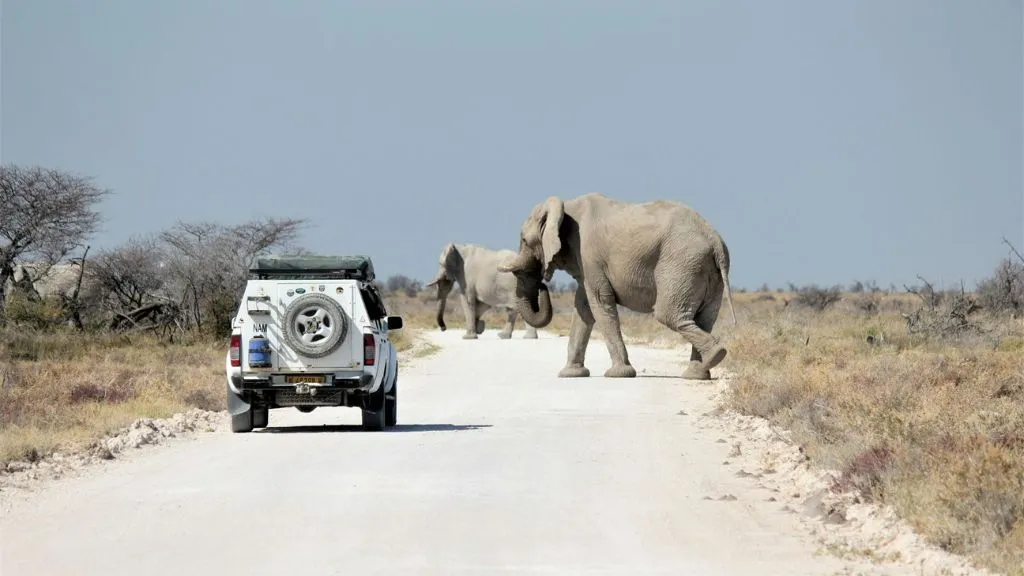 What Does a Typical Day in Etosha National Park Look Like?, Safari World Tours