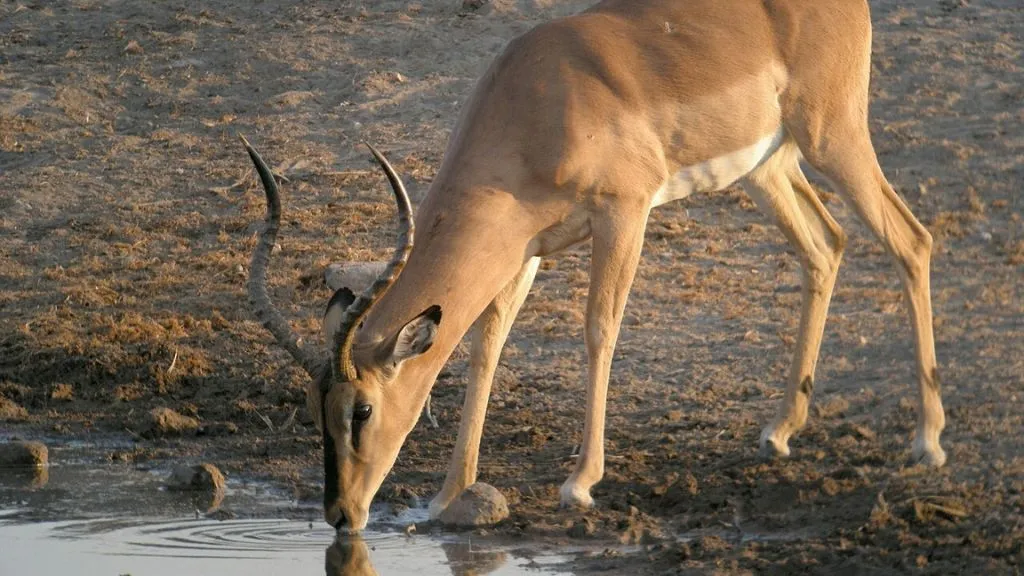 Etosha National Park Safari: What Animals Can You See?, Safari World Tours