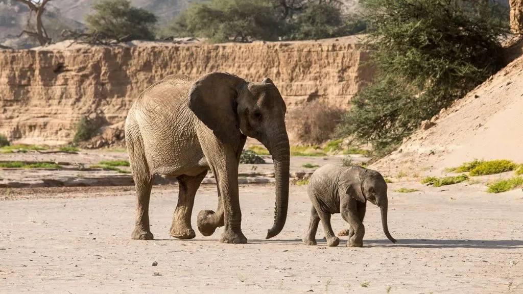 Skeleton Coast Safari in Namibia: Wildlife, Shipwrecks and Desert Landscapes, Safari World Tours
