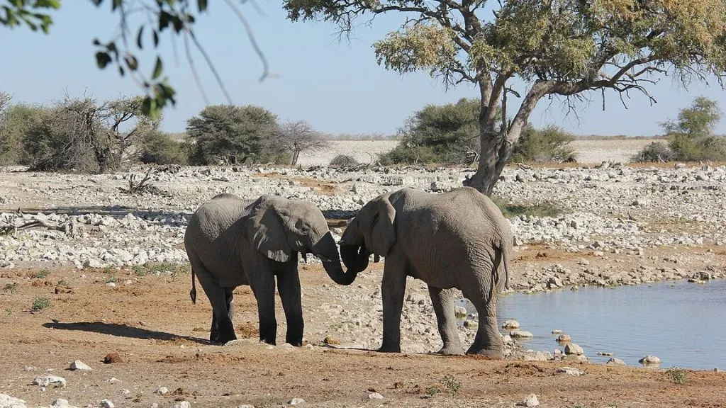 Etosha National Park Safari: What Animals Can You See?, Safari World Tours