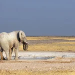 Etosha National Park Safari