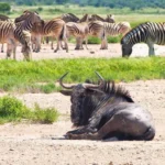 Etosha National Park Safari