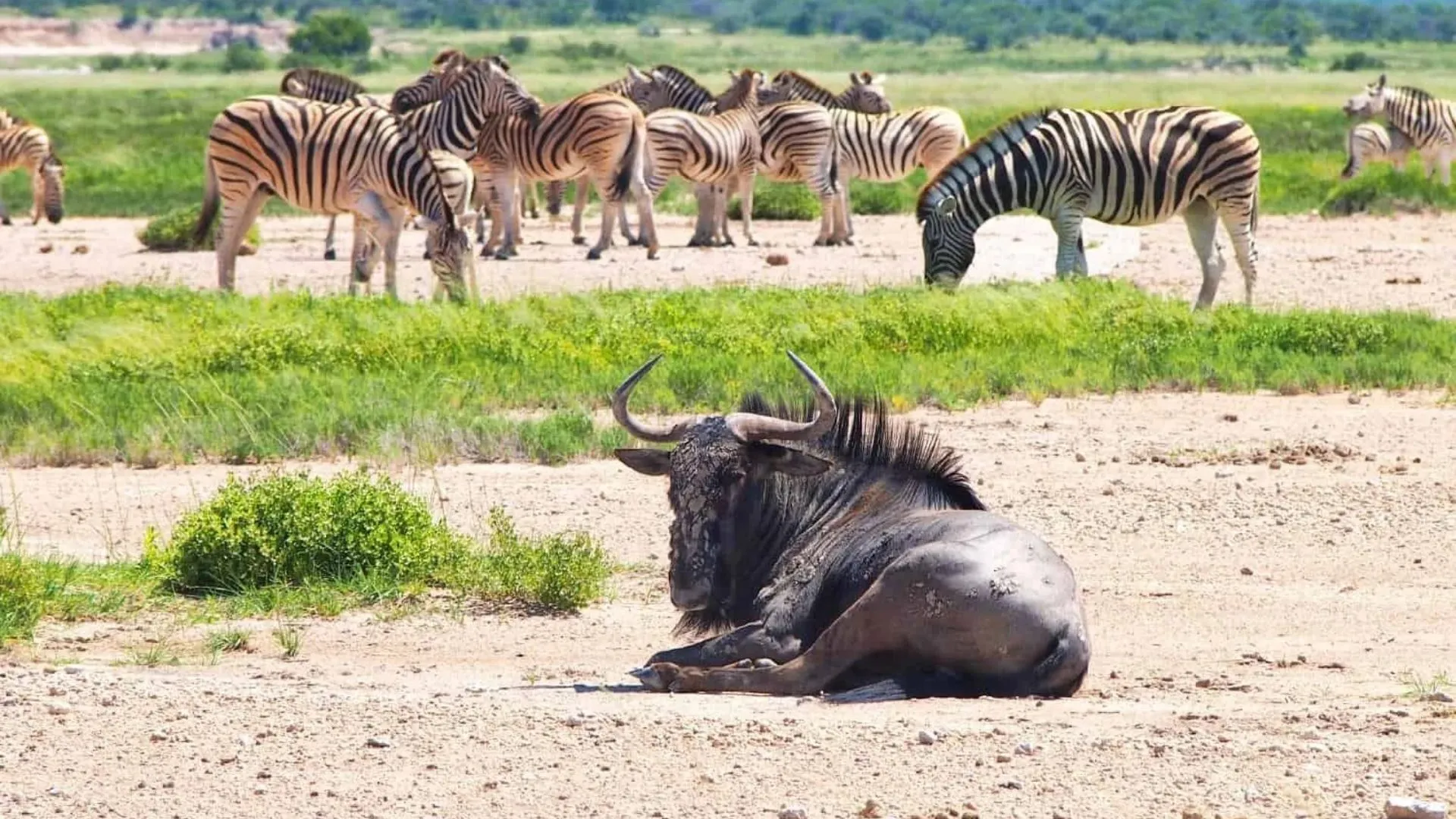 Etosha National Park Safari