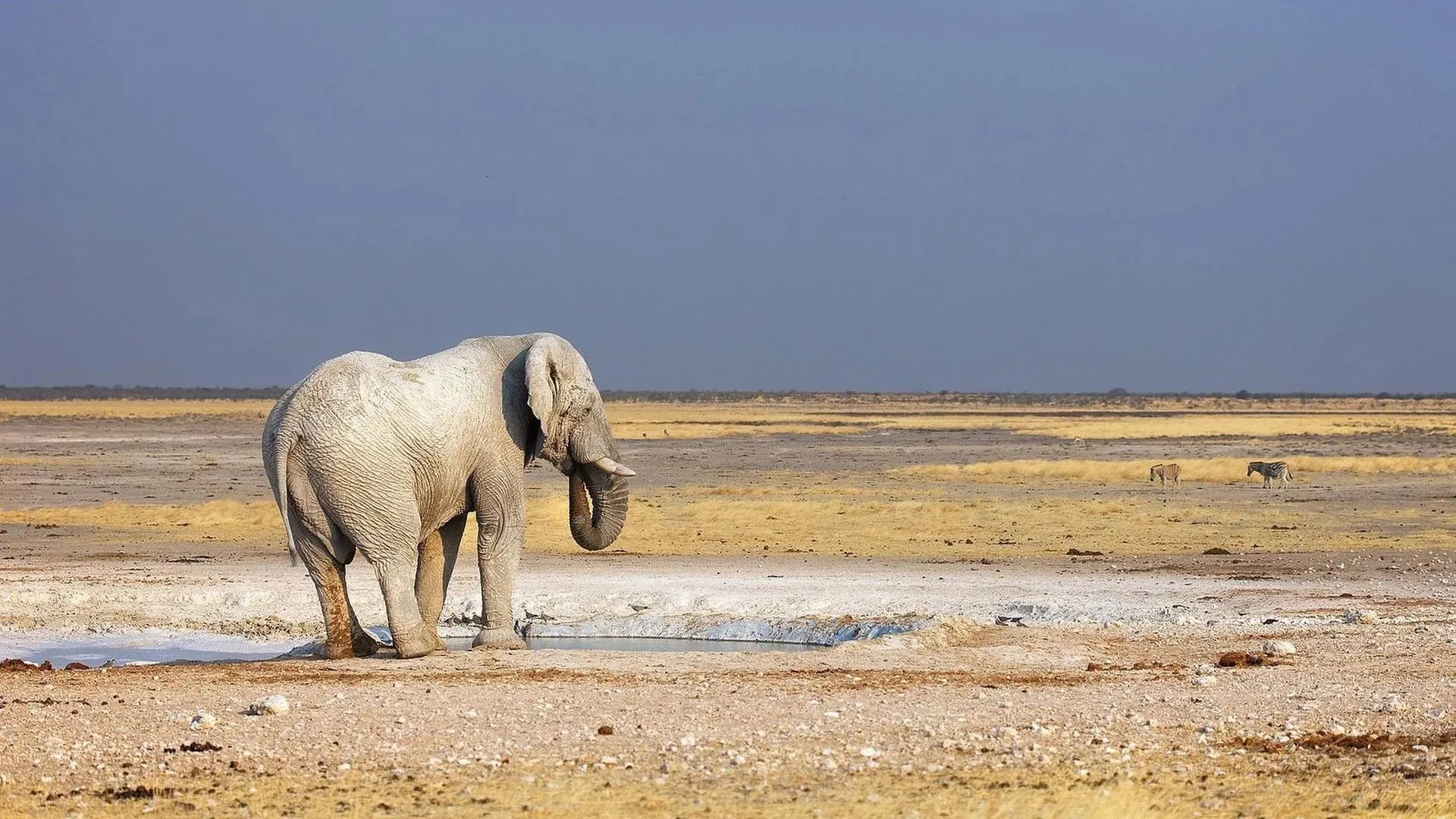 Etosha National Park Safari Etosha National Park Safari