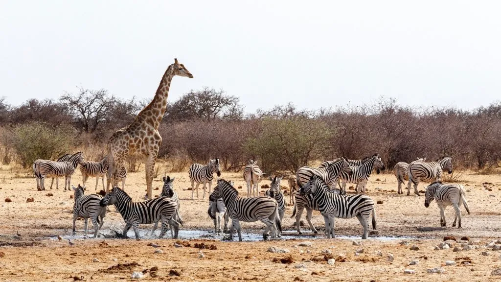 Etosha National Park Safari: What Animals Can You See?, Safari World Tours