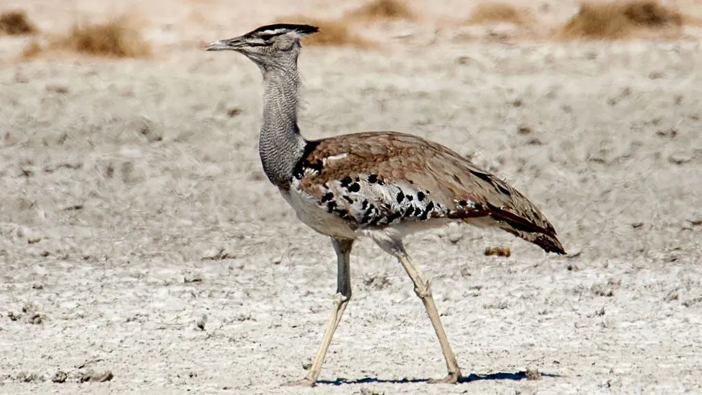 Etosha National Park Safari: What Animals Can You See?, Safari World Tours