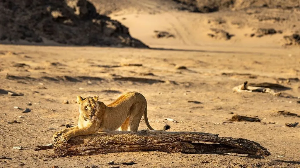 Skeleton Coast Safari in Namibia: Wildlife, Shipwrecks and Desert Landscapes, Safari World Tours