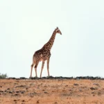 Namibia Safaris