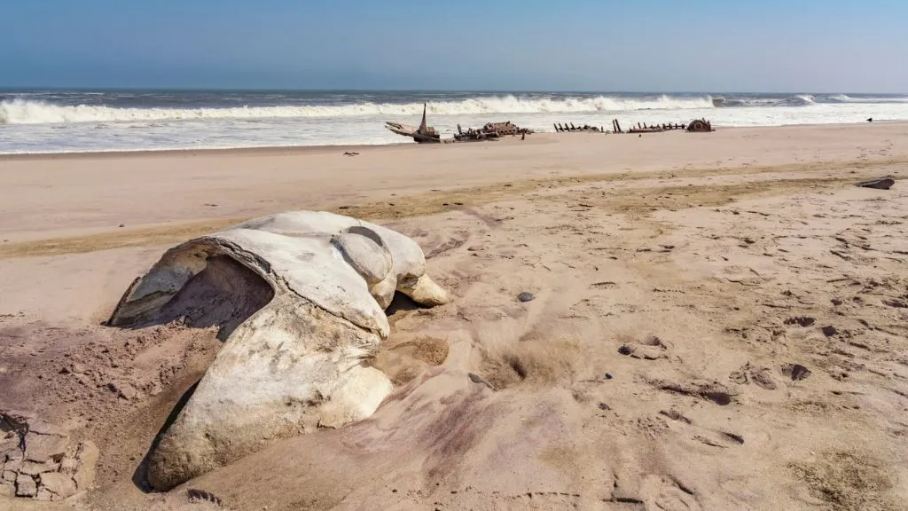 Skeleton Coast Safari in Namibia: Wildlife, Shipwrecks and Desert Landscapes, Safari World Tours